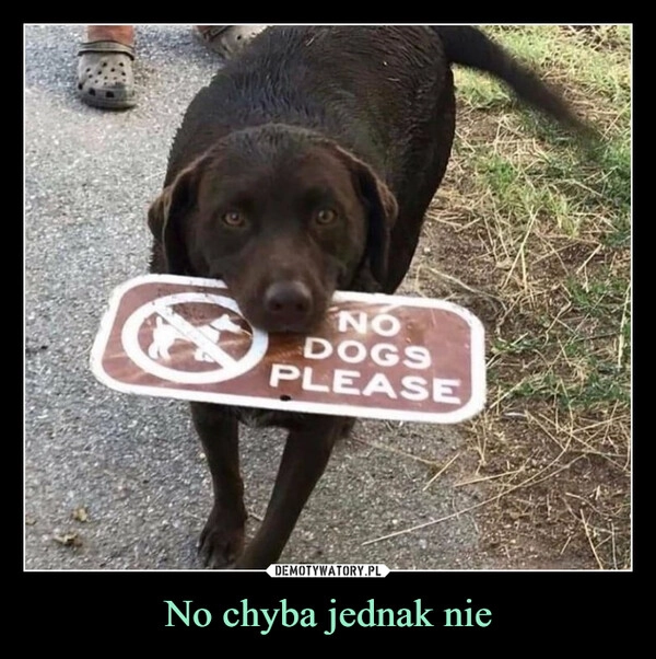 
    No chyba jednak nie