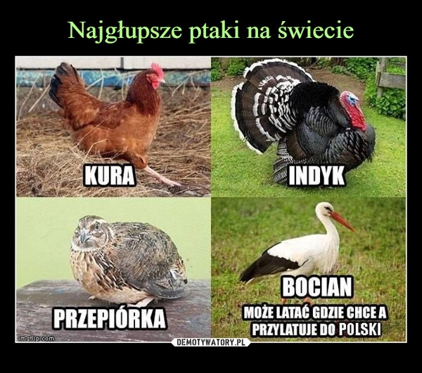 
    Najgłupsze ptaki na świecie