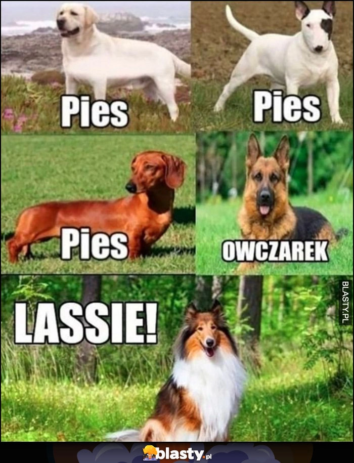 
    Rasy psów jakie znam: pies, owczarek, lassie