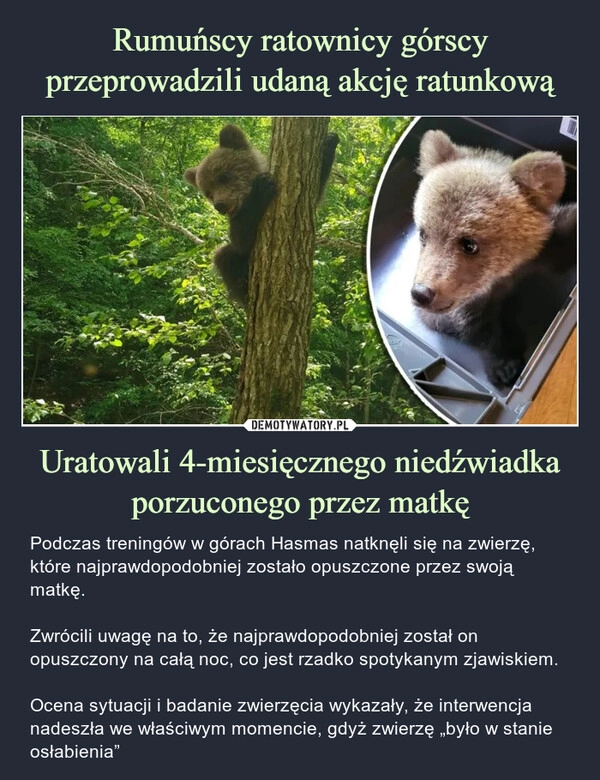 
    Rumuńscy ratownicy górscy przeprowadzili udaną akcję ratunkową Uratowali 4-miesięcznego niedźwiadka porzuconego przez matkę