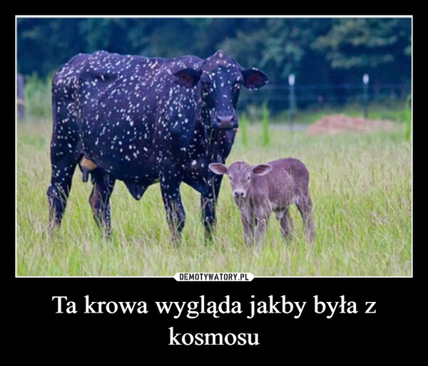 
    Ta krowa wygląda jakby była z kosmosu