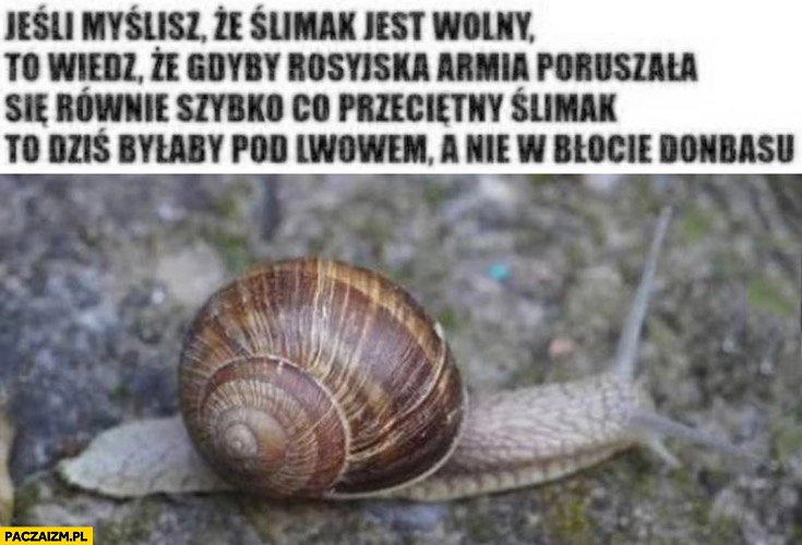 
    Jeśli myślisz, że ślimak jest wolny: gdyby rosyjska armia się tak poruszała byłaby dziś pod Lwowem a nie w błocie Donbasu