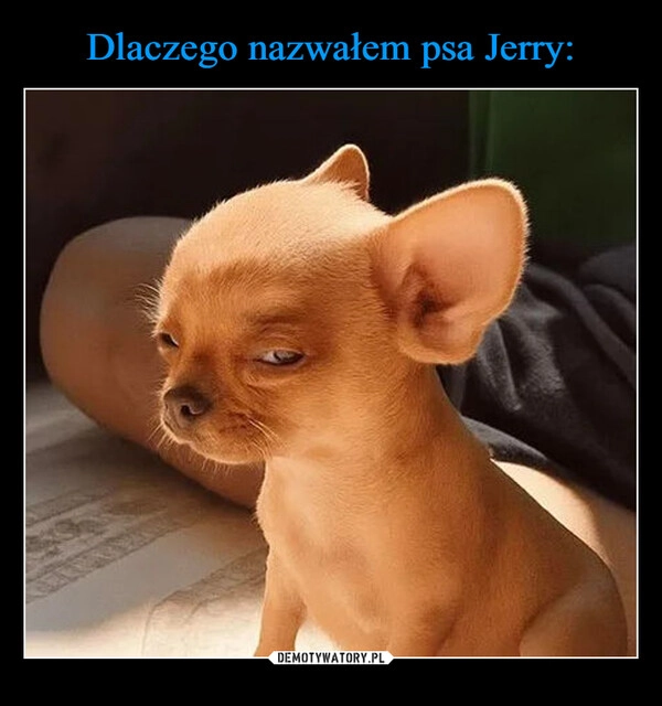 
    Dlaczego nazwałem psa Jerry: