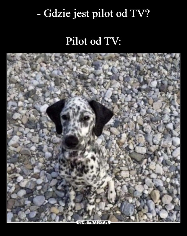 
    - Gdzie jest pilot od TV?
Pilot od TV: 