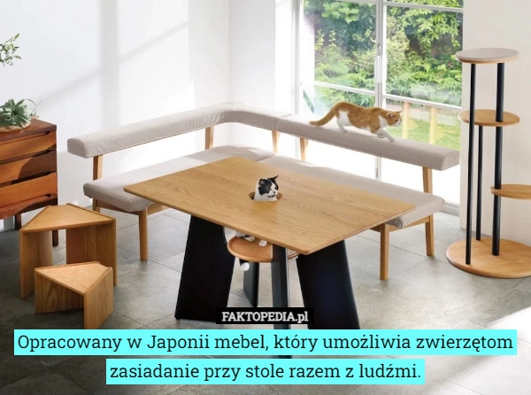 
    Opracowany w Japonii mebel, który umożliwia zwierzętom zasiadanie przy stole