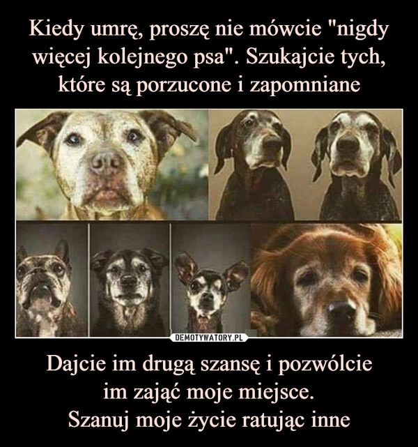 
    Kiedy umrę, proszę nie mówcie "nigdy więcej kolejnego psa". Szukajcie tych, które są porzucone i zapomniane Dajcie im drugą szansę i pozwólcie
im zająć moje miejsce.
Szanuj moje życie ratując inne