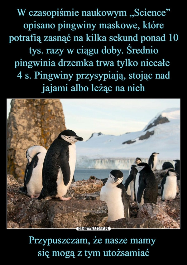 
    W czasopiśmie naukowym „Science” opisano pingwiny maskowe, które potrafią zasnąć na kilka sekund ponad 10 tys. razy w ciągu doby. Średnio pingwinia drzemka trwa tylko niecałe 
4 s. Pingwiny przysypiają, stojąc nad jajami albo leżąc na nich Przypuszczam, że nasze mamy 
się mogą z tym utożsamiać