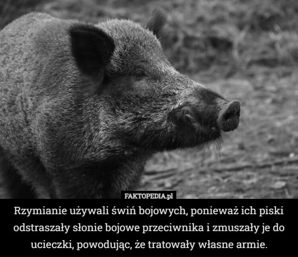 
    Rzymianie używali świń bojowych, ponieważ ich piski odstraszały słonie bojowe...