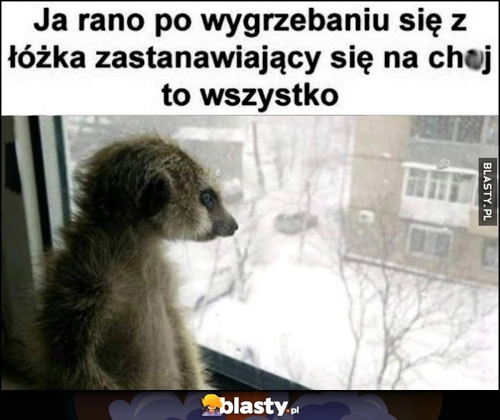 
    Ja rano po wygrzebaniu się z łóżka zastanawiający się na kij to wszystko