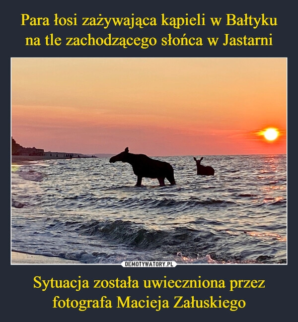 
    Para łosi zażywająca kąpieli w Bałtyku na tle zachodzącego słońca w Jastarni Sytuacja została uwieczniona przez fotografa Macieja Załuskiego