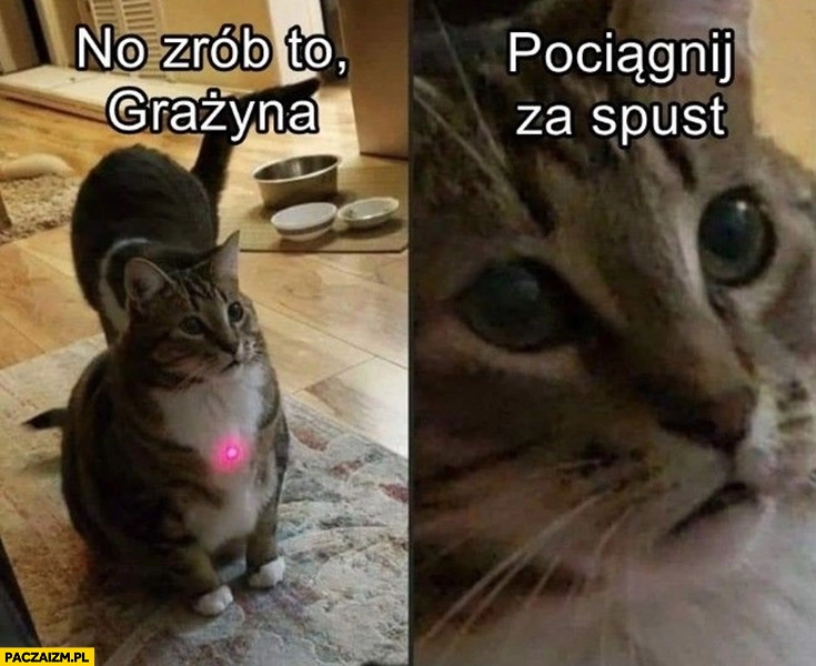 
    Kot laser celownik no zrób to Grażyna pociągnij za spust