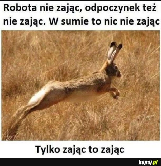 
    Zając to zając