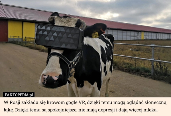 
    W Rosji zakłada się krowom gogle VR, dzięki temu mogą oglądać słoneczną