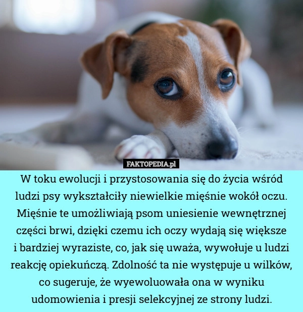 
    W toku ewolucji i przystosowania się do życia wśród ludzi psy wykształciły
