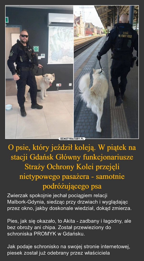 
    O psie, który jeździł koleją. W piątek na stacji Gdańsk Główny funkcjonariusze Straży Ochrony Kolei przejęli nietypowego pasażera - samotnie podróżującego psa
