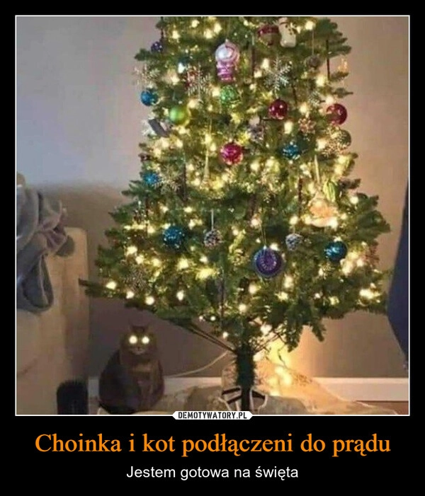 
    Choinka i kot podłączeni do prądu