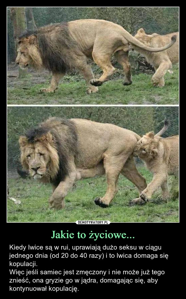 
    Jakie to życiowe...