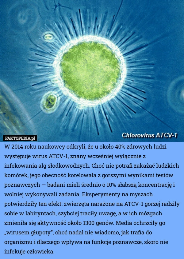 
    W 2014 roku naukowcy odkryli, że u około 40% zdrowych ludzi występuje wirus