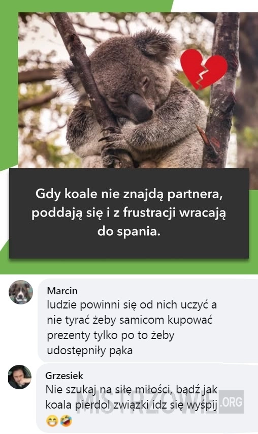 
    Koale
