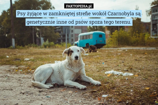 
    Psy żyjące w zamkniętej strefie wokół Czarnobyla są genetycznie inne od