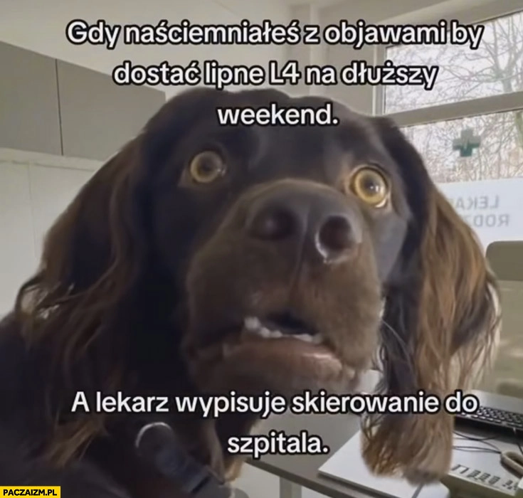 
    Pies gdy naściemniałeś z objawami by dostać lipne L4 na dłuższy weekend a lekarz wypisuje skierowanie do szpitala