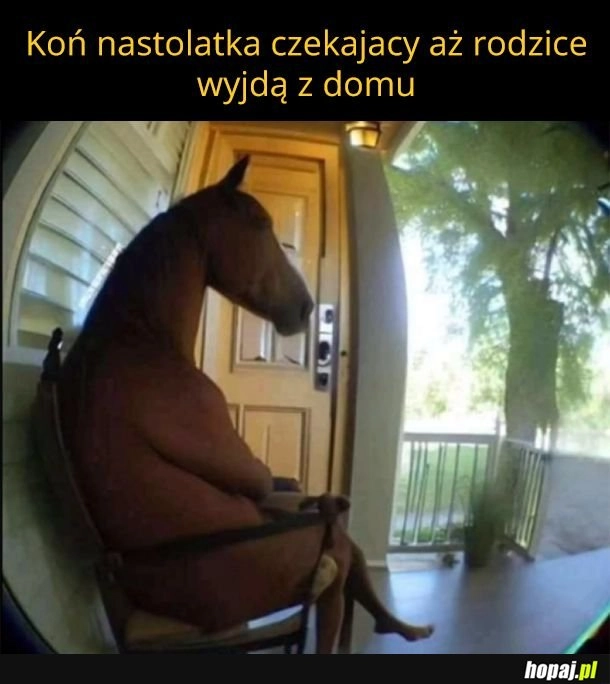 
    Koń