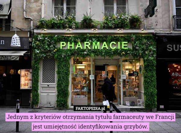 
    Jednym z kryteriów otrzymania tytułu farmaceuty we Francji jest umiejętność