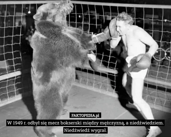 
    W 1949 r. odbył się mecz bokserski między mężczyzną, a niedźwiedziem.
Niedźwiedź