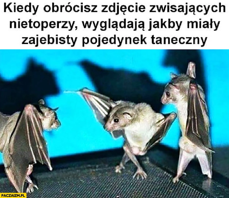 
    Kiedy obrócisz zdjęcie zwisających nietoperzy wyglądają jakby miały zarąbisty pojedynek taneczny