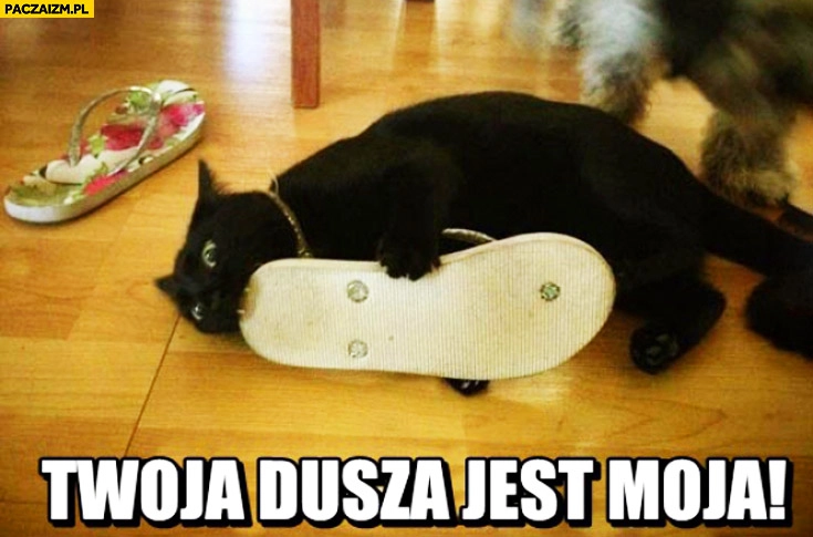 Twoja dusza jest moja kot gryzie klapka