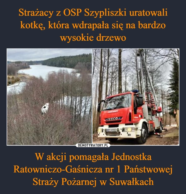 
    Strażacy z OSP Szypliszki uratowali kotkę, która wdrapała się na bardzo wysokie drzewo W akcji pomagała Jednostka Ratowniczo-Gaśnicza nr 1 Państwowej Straży Pożarnej w Suwałkach