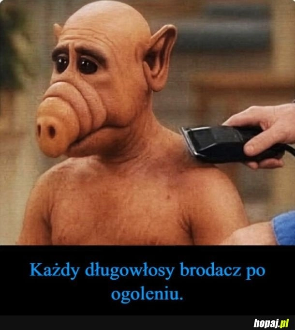 
    Brodacz