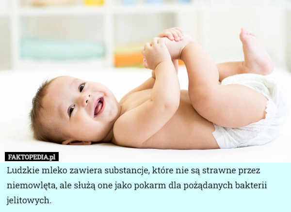 
    Ludzkie mleko zawiera substancje, które nie są strawne przez niemowlęta,