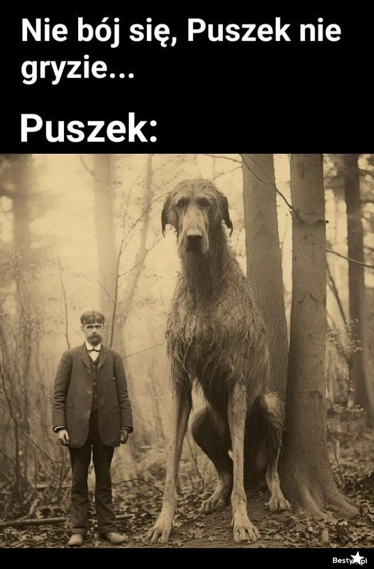 
    Puszek 