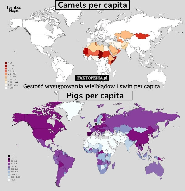 
    Gęstość występowania wielbłądów i świń per capita.