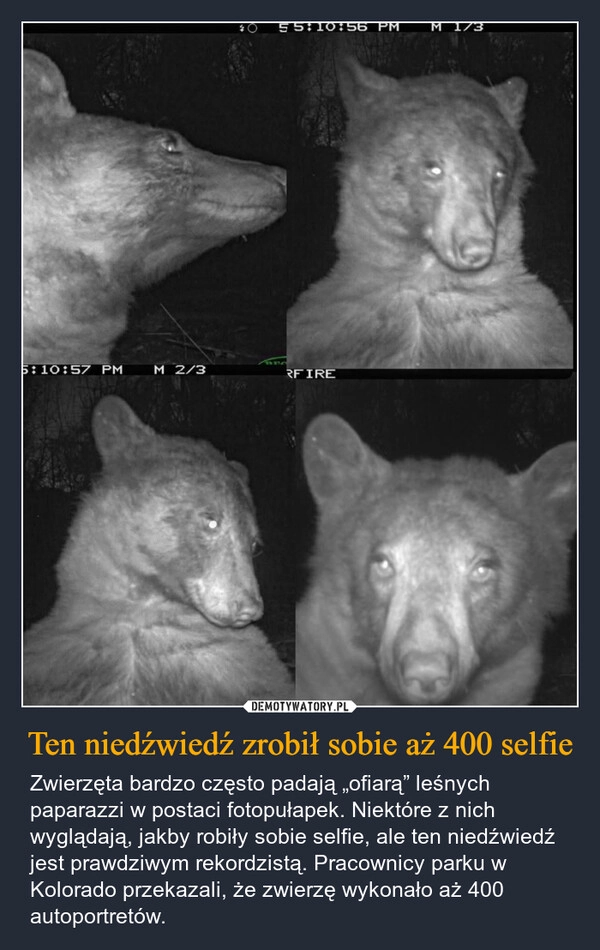 
    Ten niedźwiedź zrobił sobie aż 400 selfie