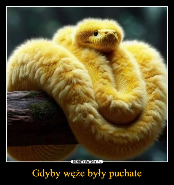 
    Gdyby węże były puchate