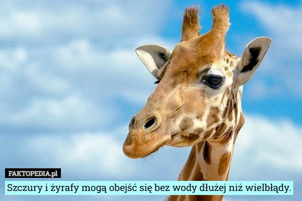 
    Szczury i żyrafy mogą obejść się bez wody dłużej niż wielbłądy.