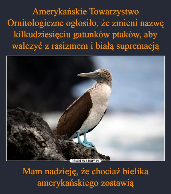 
    Amerykańskie Towarzystwo Ornitologiczne ogłosiło, że zmieni nazwę kilkudziesięciu gatunków ptaków, aby walczyć z rasizmem i białą supremacją Mam nadzieję, że chociaż bielika amerykańskiego zostawią