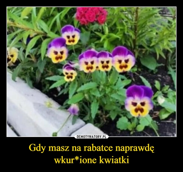 
    Gdy masz na rabatce naprawdę
wkur*ione kwiatki