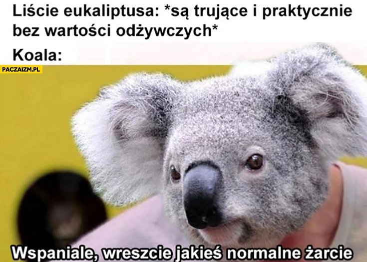 
    Liście eukaliptusa są trujące bez wartości odżywczych koala wspaniale wreszcie jakieś normalne żarcie