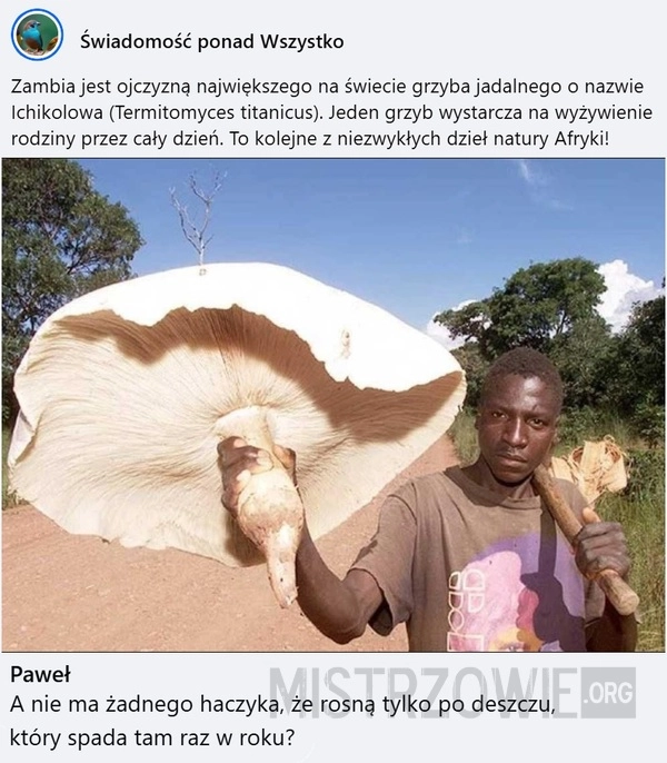 
    Grzyb