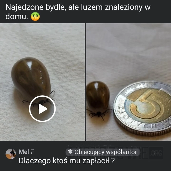 
    Kleszczowe