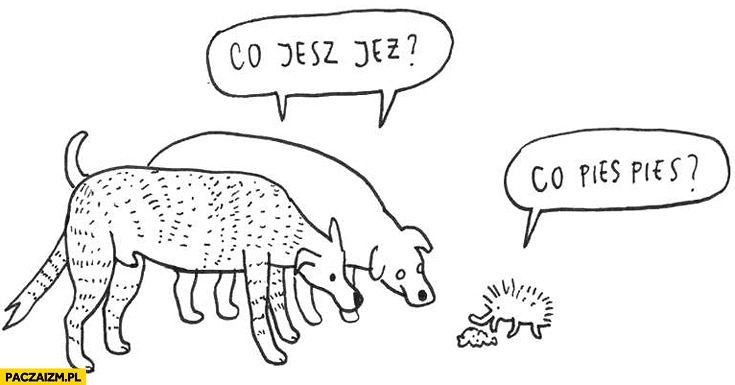 Co jesz jeż? Co pies pies?