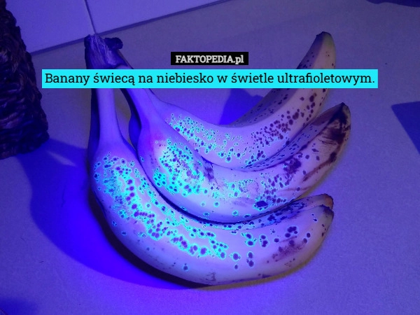 
    Banany świecą na niebiesko w świetle ultrafioletowym.