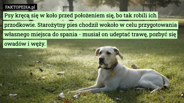 
    Psy kręcą się w koło przed położeniem się, bo tak robili ich przodkowie.