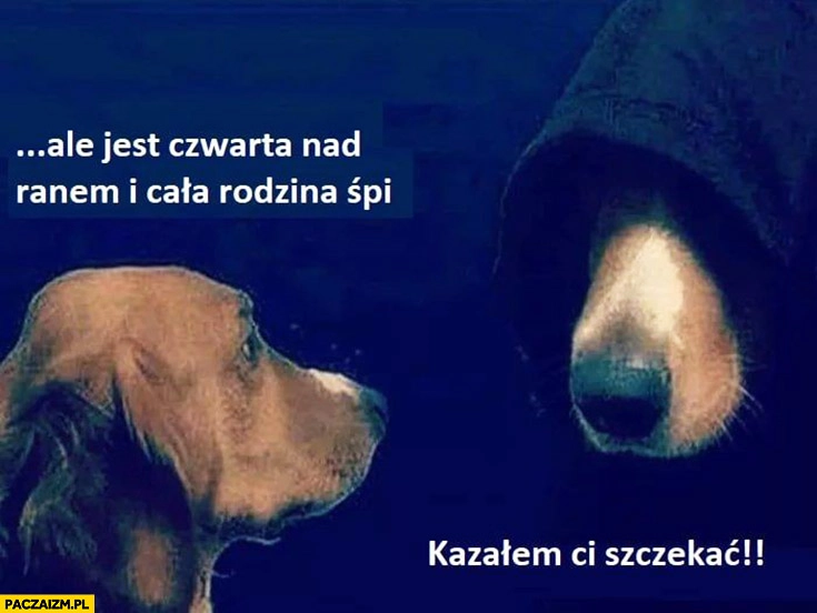 
    Pies ale jest czwarta nad ranem i cała rodzina śpi, kazałem Ci szczekać. Mistrz psi w kapturze