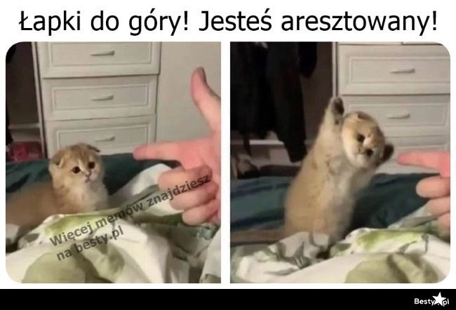 
    Łapki do góry! 