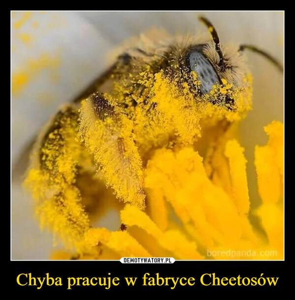 
    Chyba pracuje w fabryce Cheetosów