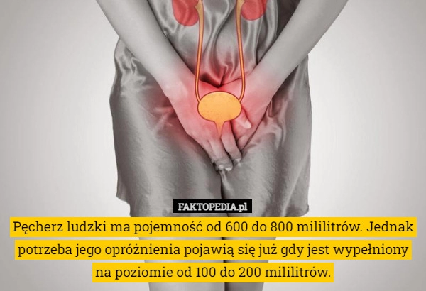 
    
			Pęcherz ludzki ma pojemność od 600 do 800 mililitrów. Jednak potrzeba jego...					